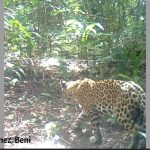 ¿Cómo disminuir las pérdidas de ganado por ataque de tigre / jaguar?